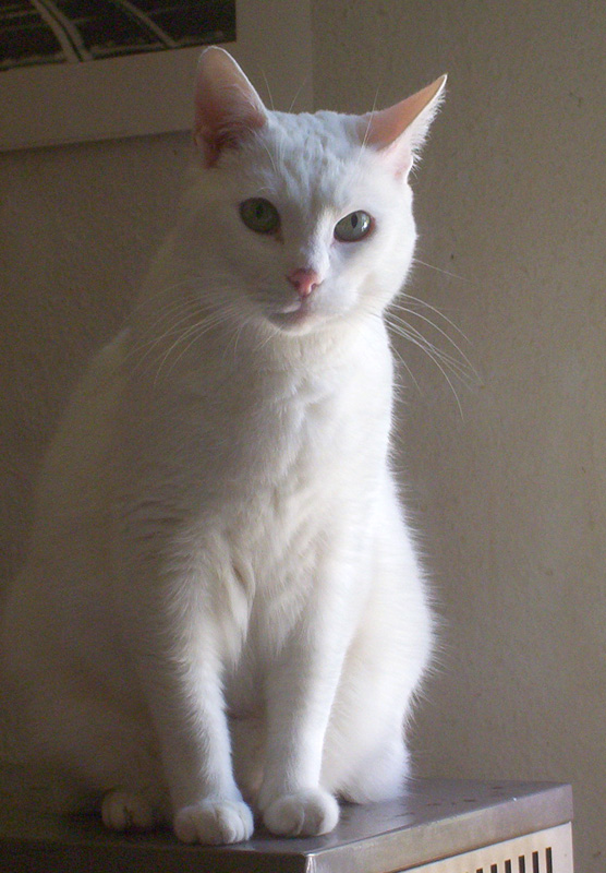 Meine ganz weiße Katze Lili sitzt aufrecht und schaut mich aufmerksam an.