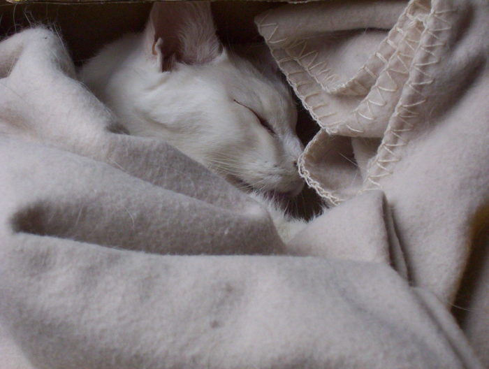 Meine Katze Lili, kurz nachdem sie friedlich eingeschlafen ist. Sie liegt in eine Wolldecke eingehüllt in einem Karton.